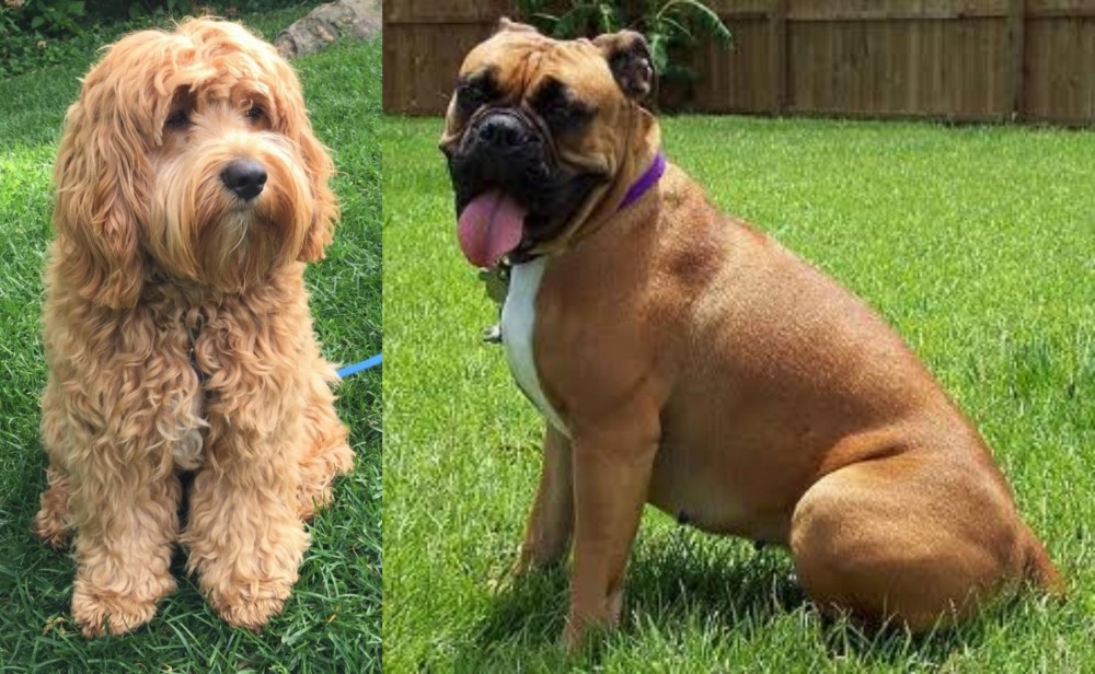 Valley Bulldog vs Cockapoo - Breed Comparison