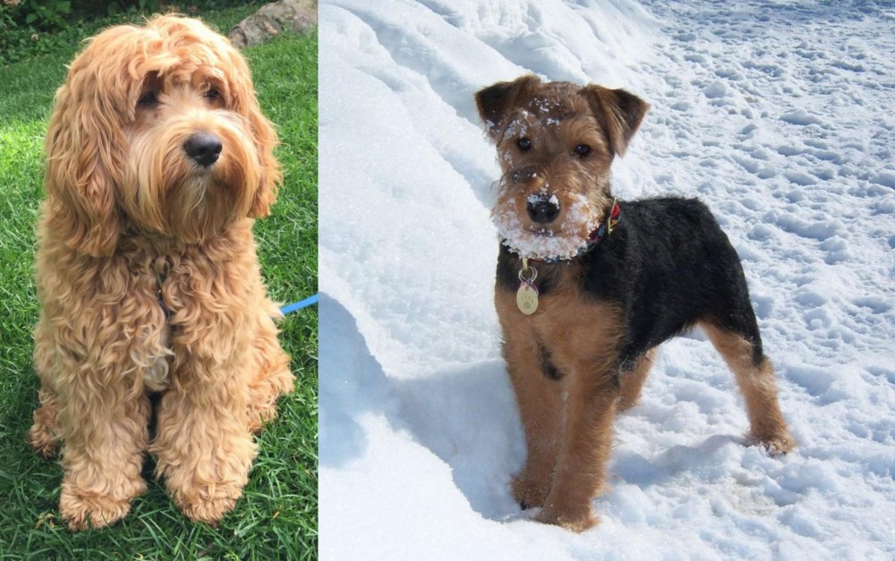 Welsh Terrier vs Cockapoo - Breed Comparison