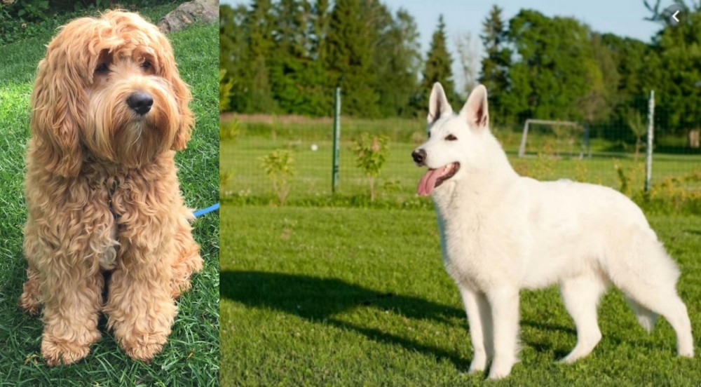 White Shepherd vs Cockapoo - Breed Comparison
