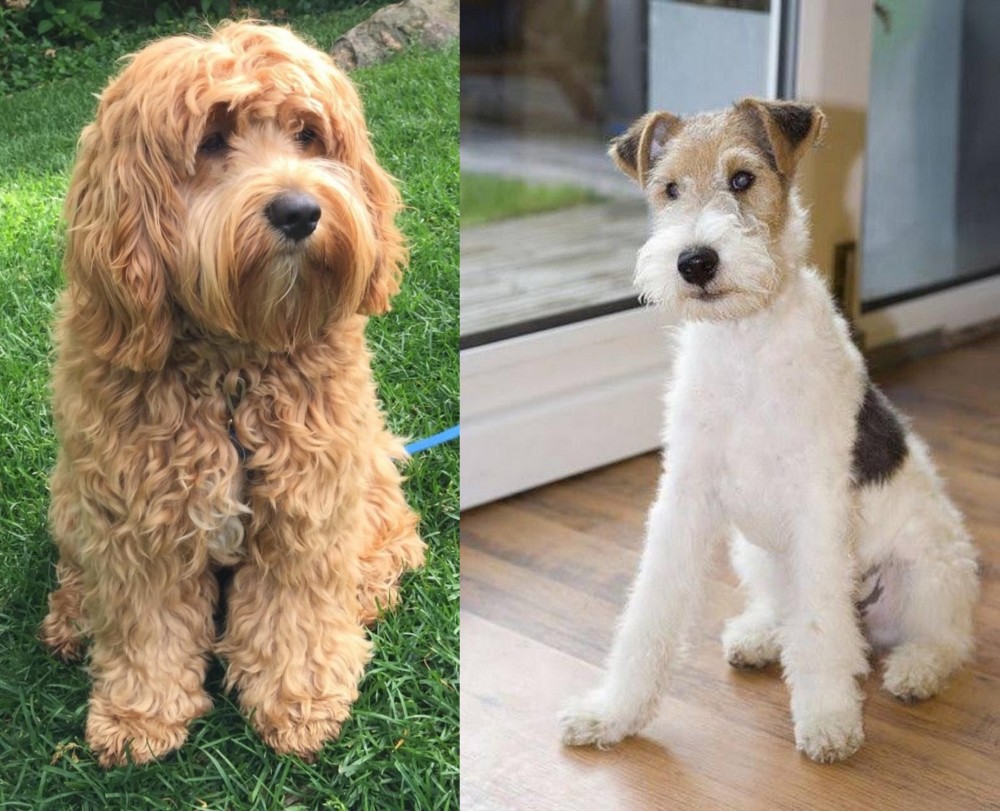 Wire Fox Terrier vs Cockapoo - Breed Comparison