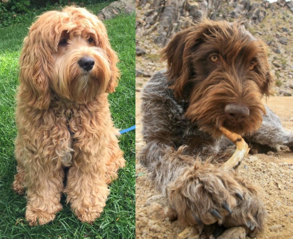 Wirehaired Pointing Griffon vs Cockapoo - Breed Comparison