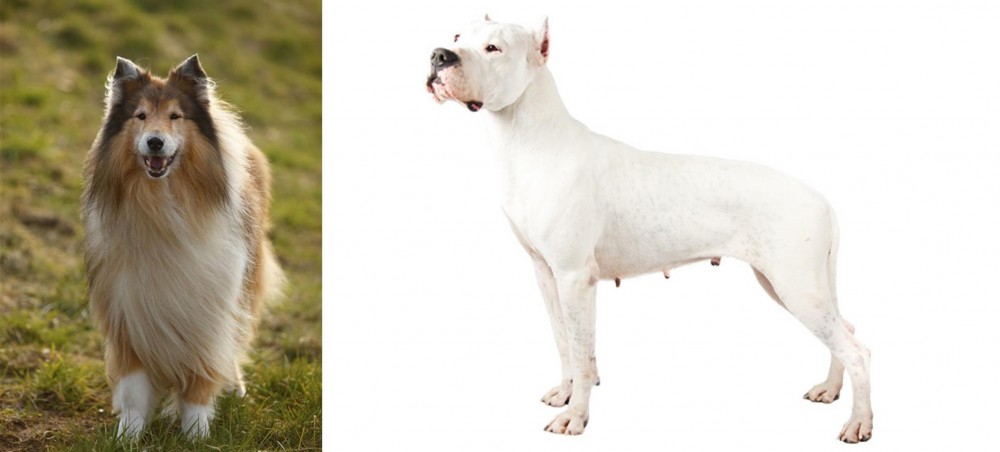 Argentine Dogo vs Collie - Breed Comparison