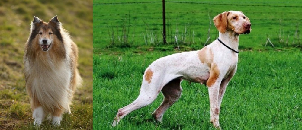 Ariege Pointer vs Collie - Breed Comparison