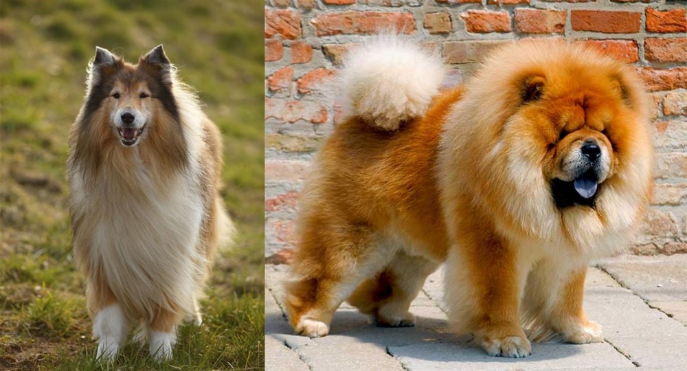 Chow Chow vs Collie - Breed Comparison