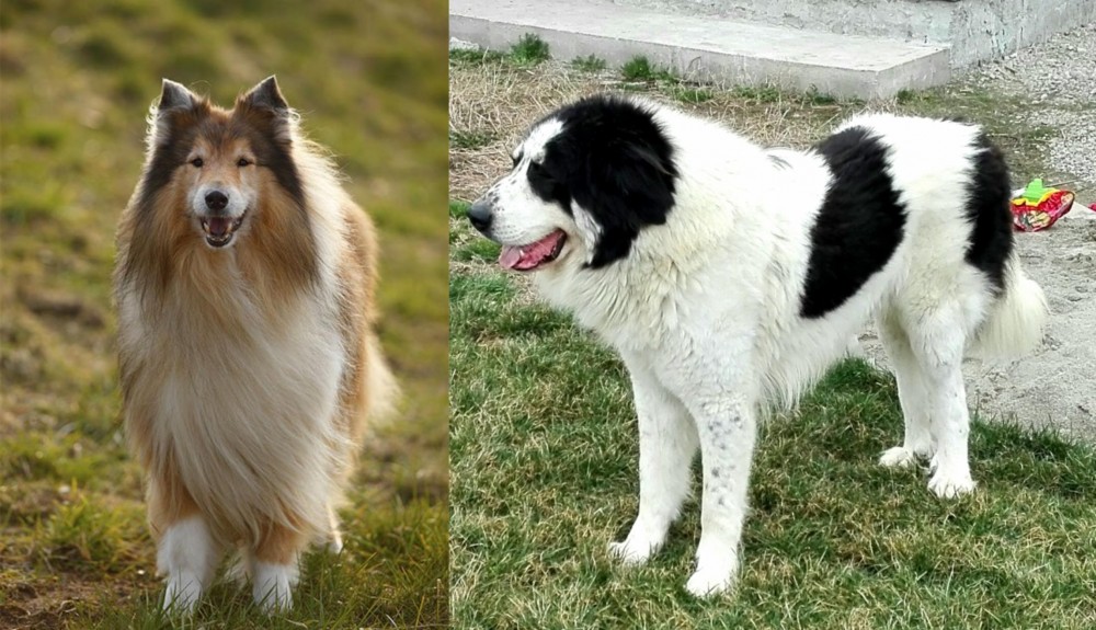 Ciobanesc de Bucovina vs Collie - Breed Comparison