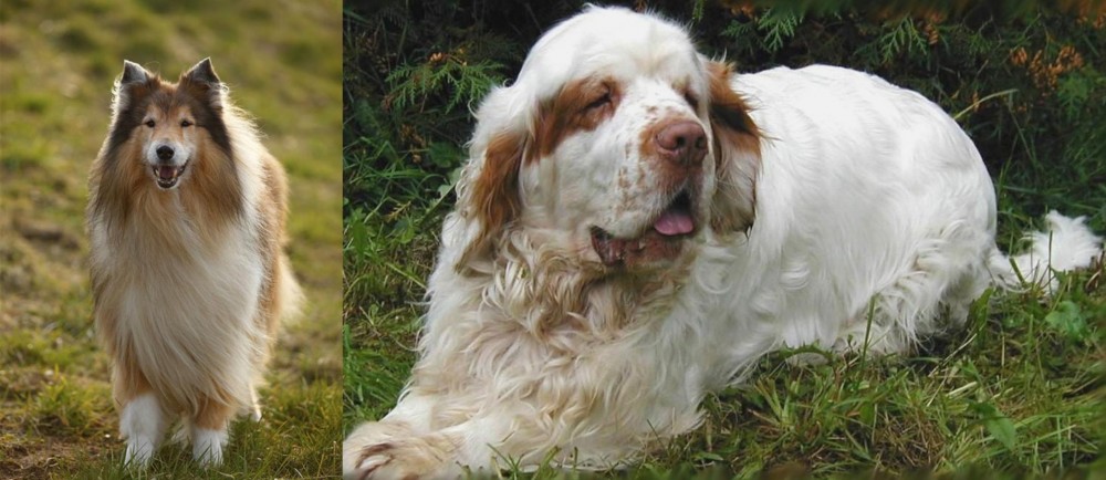 Clumber Spaniel vs Collie - Breed Comparison