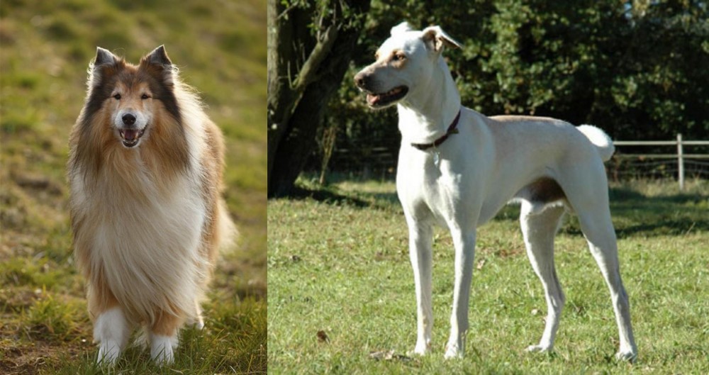 Cretan Hound vs Collie - Breed Comparison
