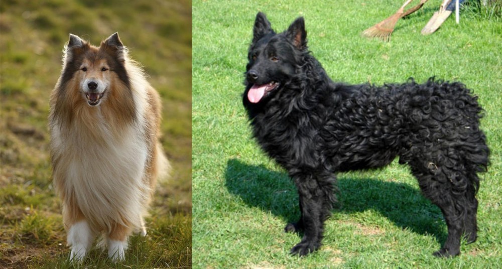 Croatian Sheepdog vs Collie - Breed Comparison
