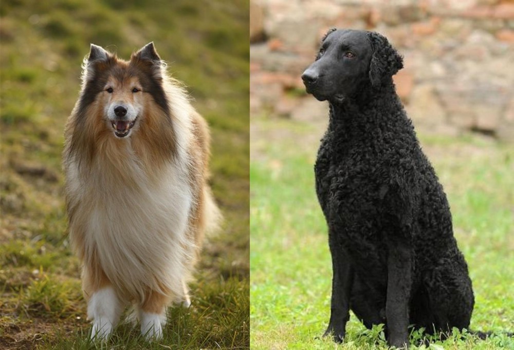 Curly Coated Retriever vs Collie - Breed Comparison