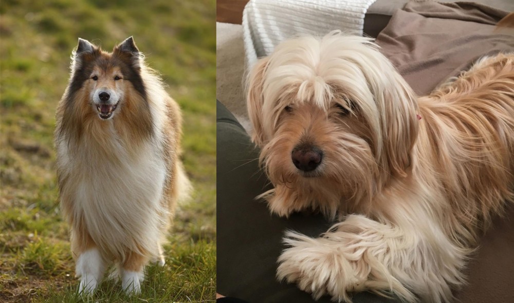 Cyprus Poodle vs Collie - Breed Comparison
