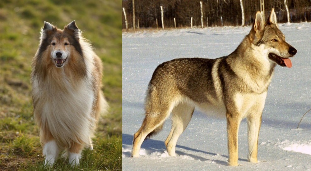 Czechoslovakian Wolfdog vs Collie - Breed Comparison