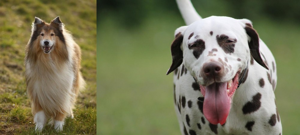 Dalmatian vs Collie - Breed Comparison