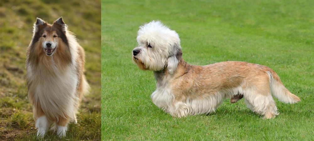 Dandie Dinmont Terrier vs Collie - Breed Comparison