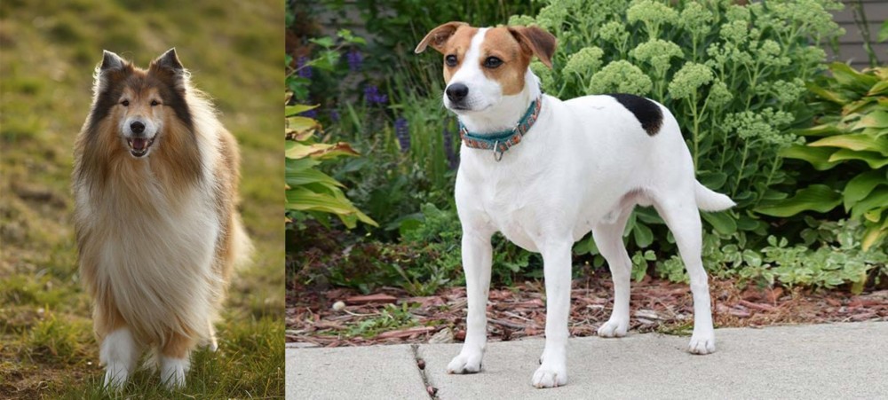 Danish Swedish Farmdog vs Collie - Breed Comparison
