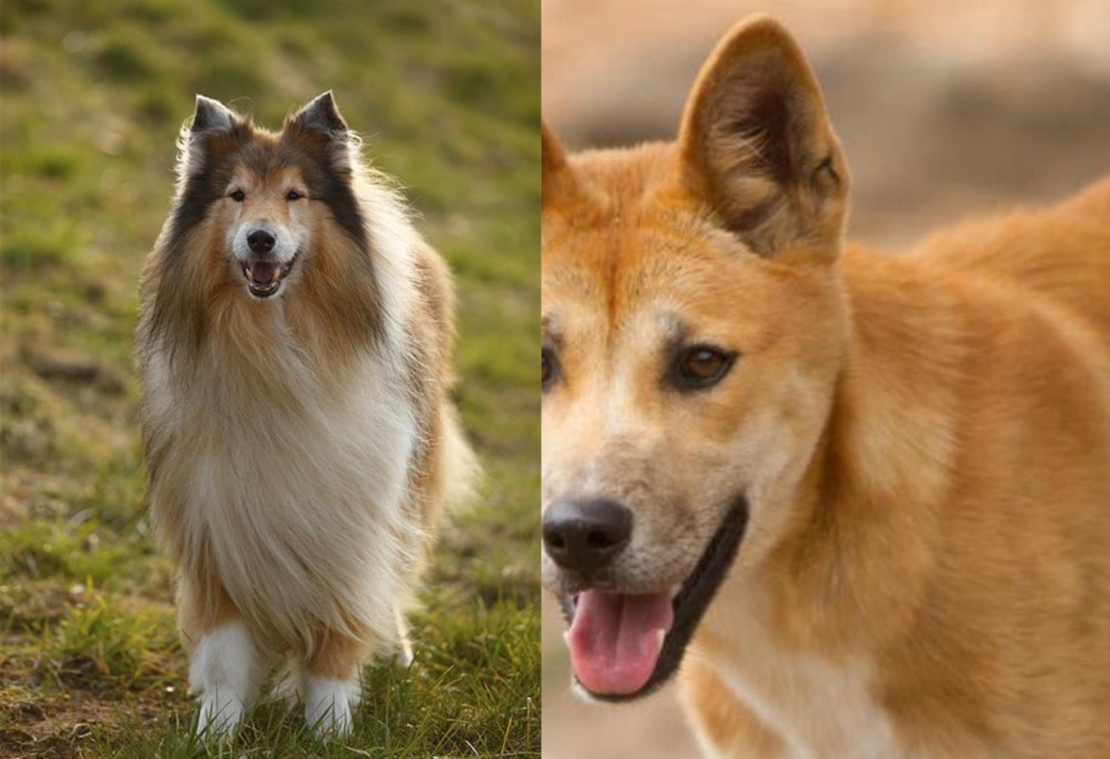 Dingo vs Collie - Breed Comparison