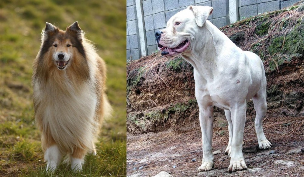 Dogo Guatemalteco vs Collie - Breed Comparison