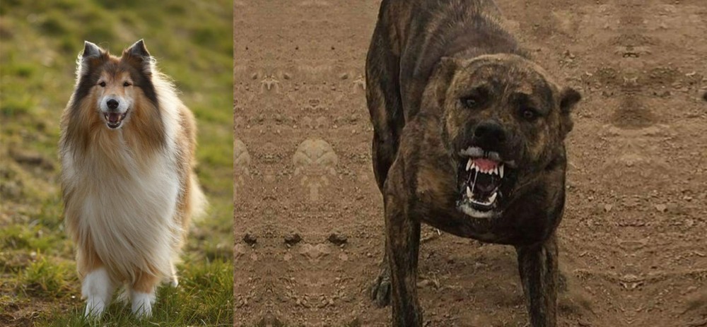 Dogo Sardesco vs Collie - Breed Comparison