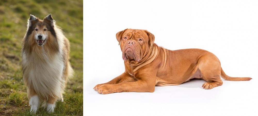 Dogue De Bordeaux vs Collie - Breed Comparison