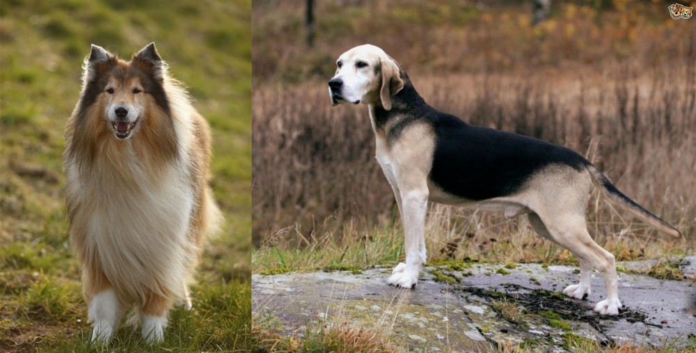 Dunker vs Collie - Breed Comparison