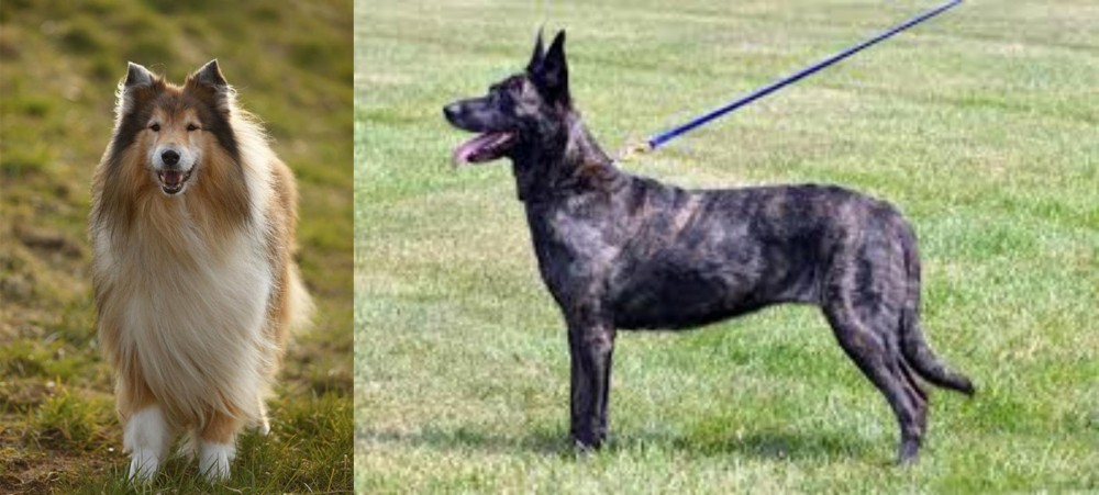 Dutch Shepherd vs Collie - Breed Comparison