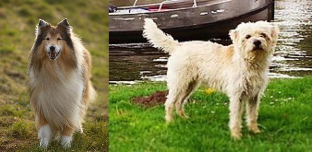 Dutch Smoushond vs Collie - Breed Comparison