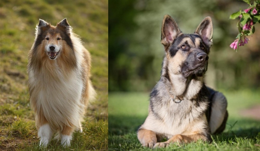 East European Shepherd vs Collie - Breed Comparison