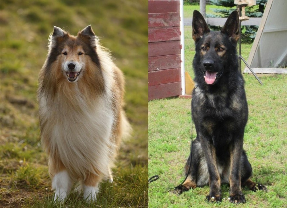 East German Shepherd vs Collie - Breed Comparison