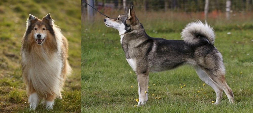 East Siberian Laika vs Collie - Breed Comparison