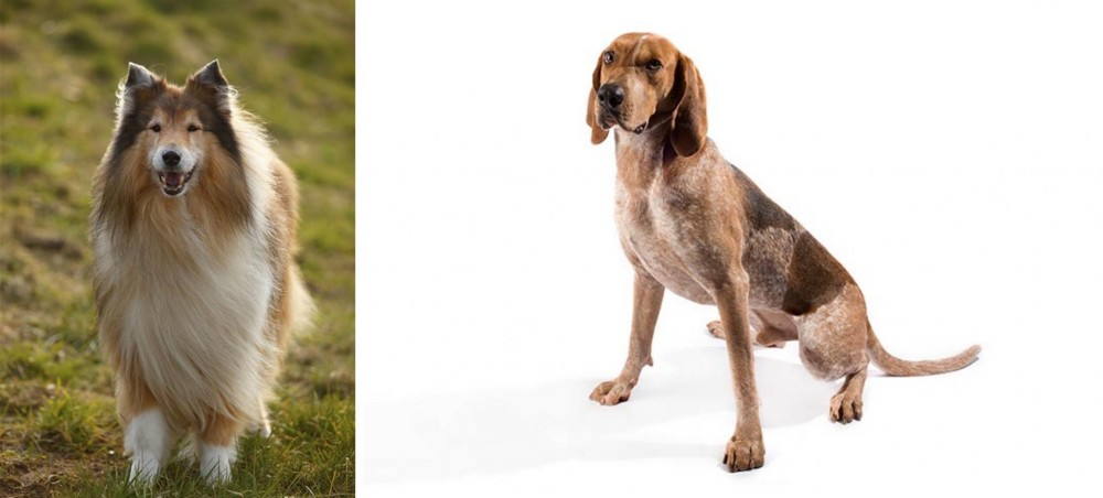English Coonhound vs Collie - Breed Comparison