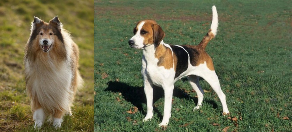 English Foxhound vs Collie - Breed Comparison