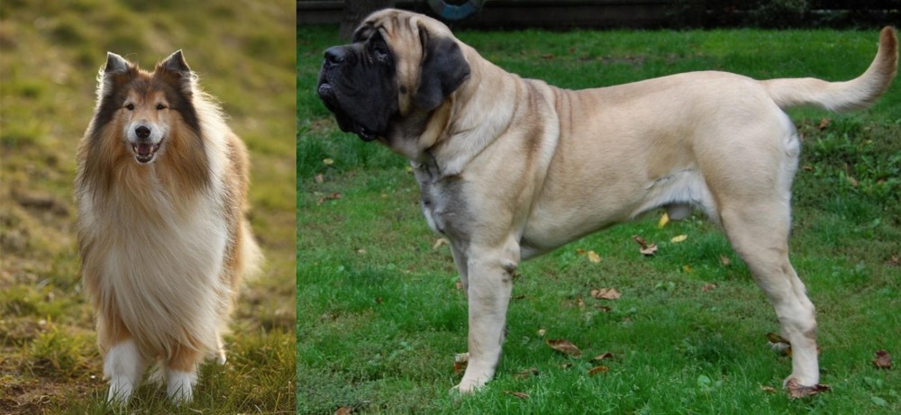 English Mastiff vs Collie - Breed Comparison