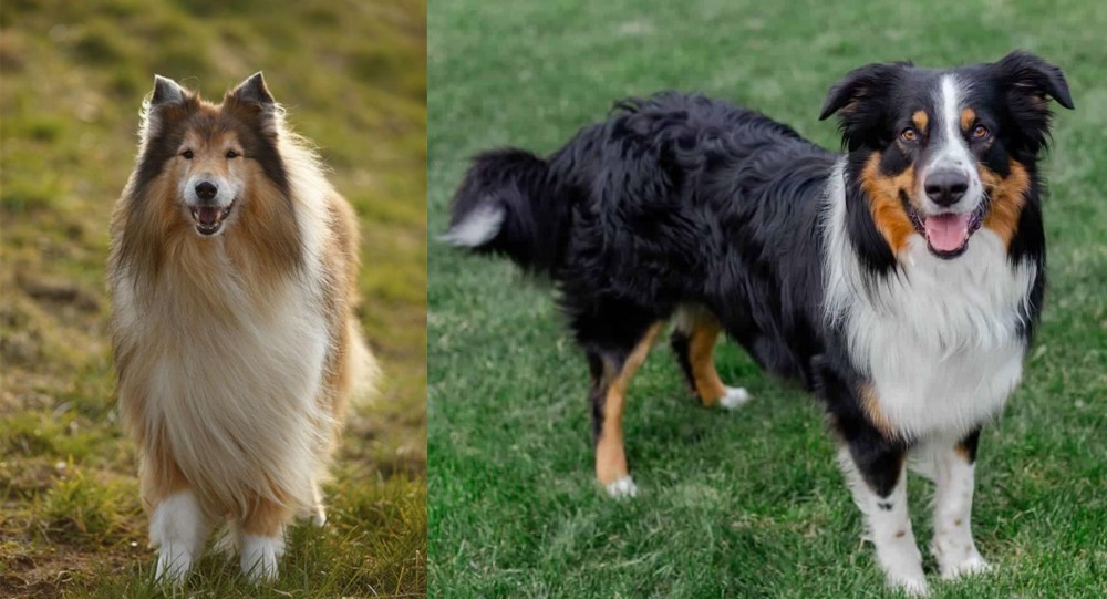 English Shepherd vs Collie - Breed Comparison