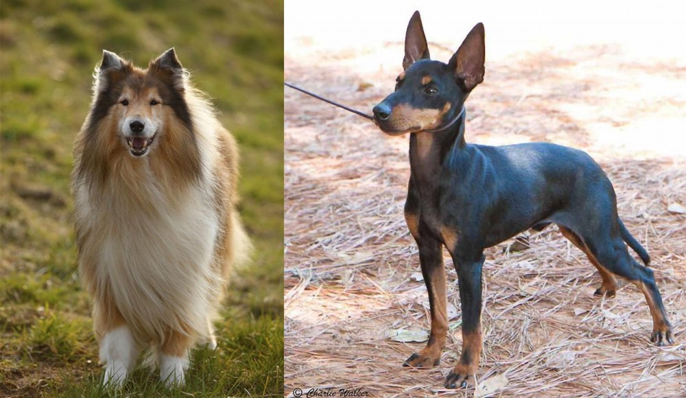 English Toy Terrier (Black & Tan) vs Collie - Breed Comparison