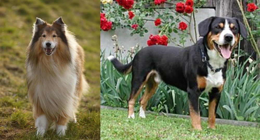 Entlebucher Mountain Dog vs Collie - Breed Comparison