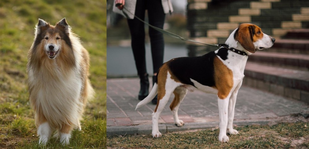 Estonian Hound vs Collie - Breed Comparison