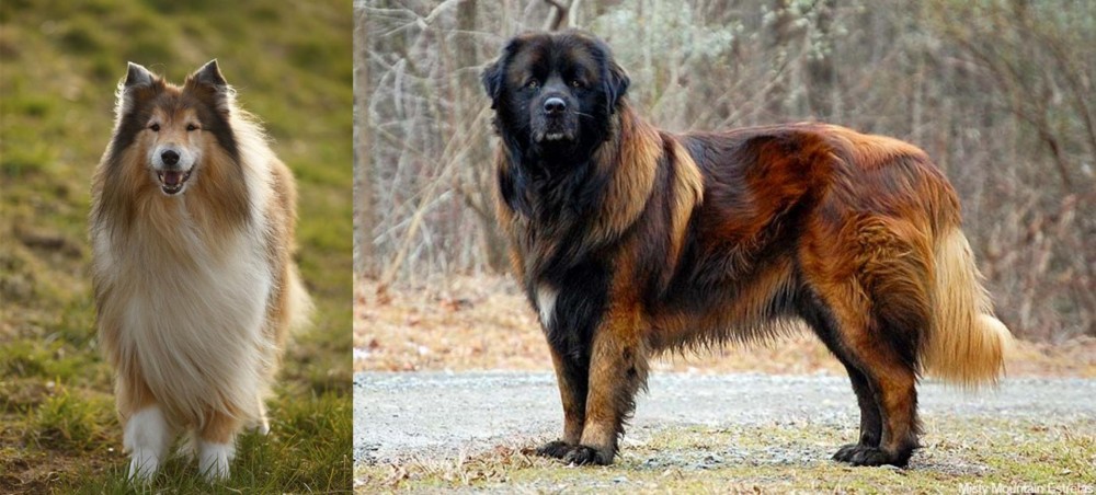 Estrela Mountain Dog vs Collie - Breed Comparison