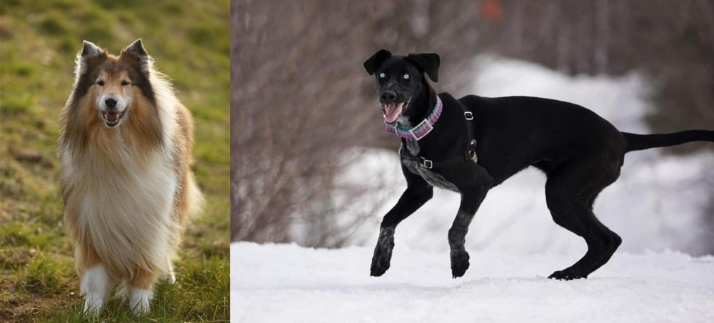 Eurohound vs Collie - Breed Comparison