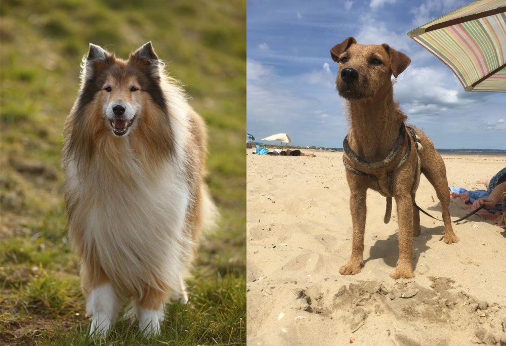 Fell Terrier vs Collie - Breed Comparison