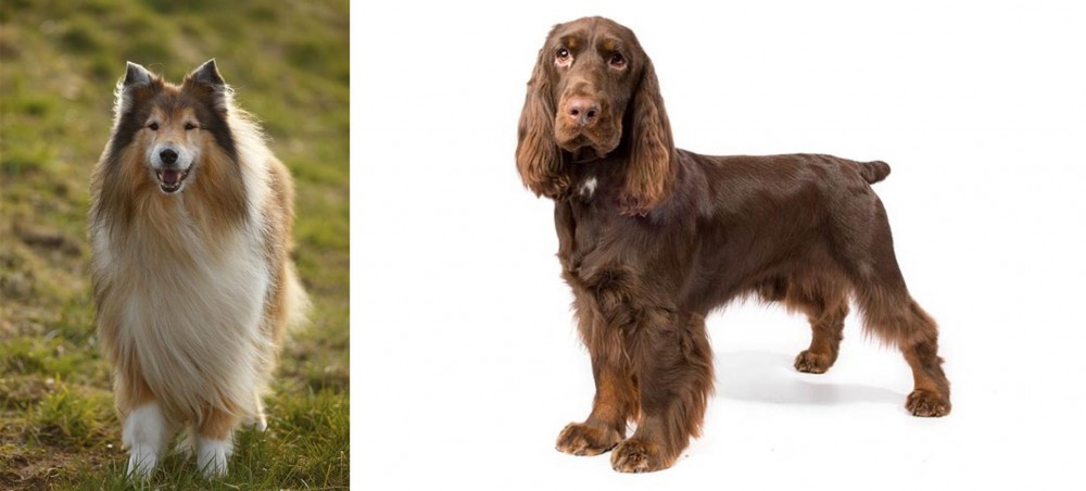Field Spaniel vs Collie - Breed Comparison