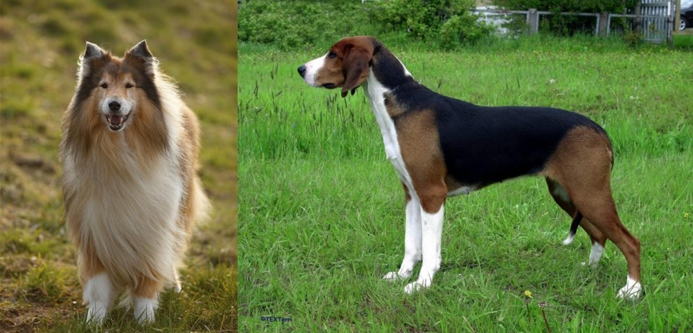 Finnish Hound vs Collie - Breed Comparison