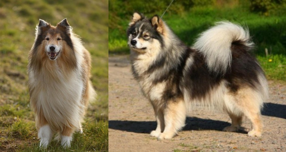 Finnish Lapphund vs Collie - Breed Comparison