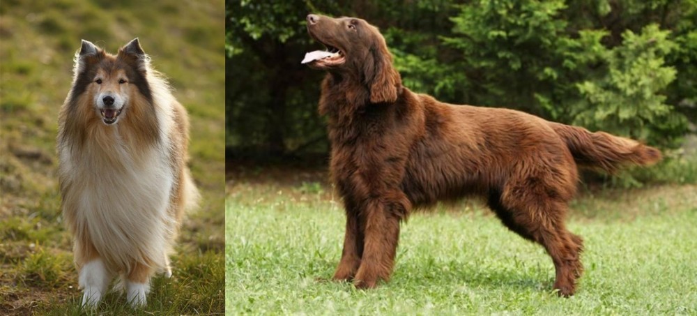 Flat-Coated Retriever vs Collie - Breed Comparison