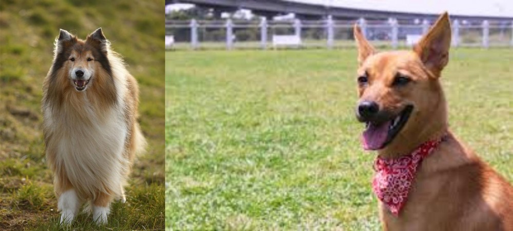 Formosan Mountain Dog vs Collie - Breed Comparison
