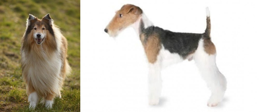 Fox Terrier vs Collie - Breed Comparison