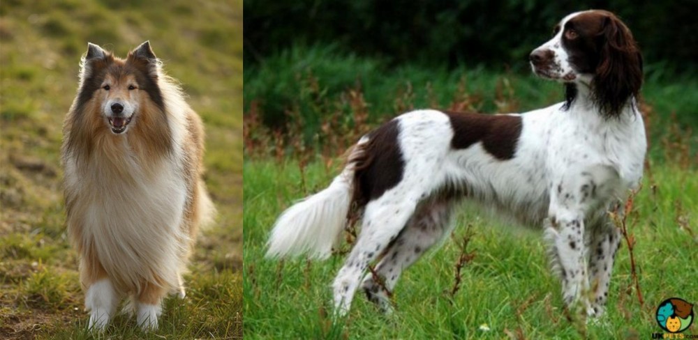 French Spaniel vs Collie - Breed Comparison