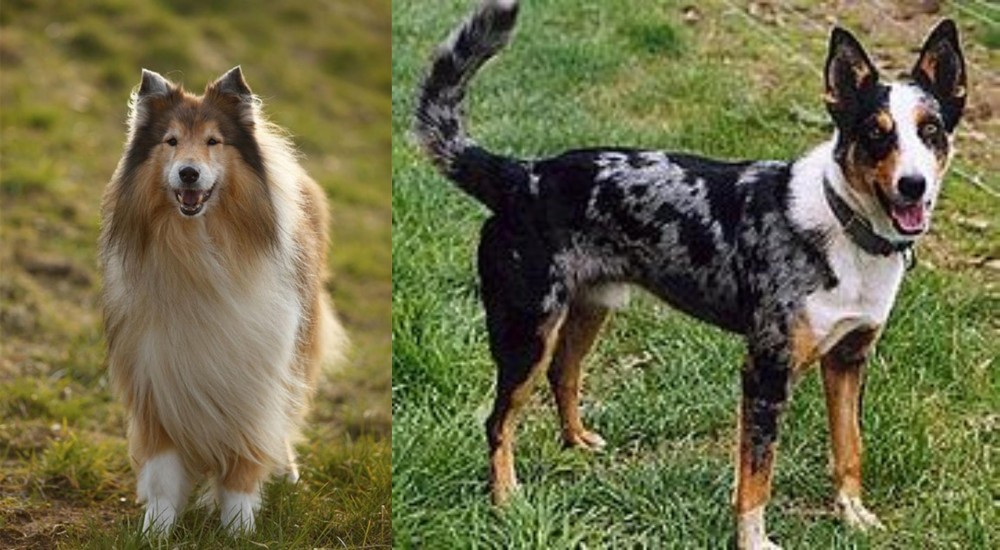 German Coolie vs Collie - Breed Comparison