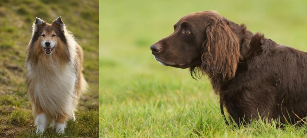 German Longhaired Pointer vs Collie - Breed Comparison