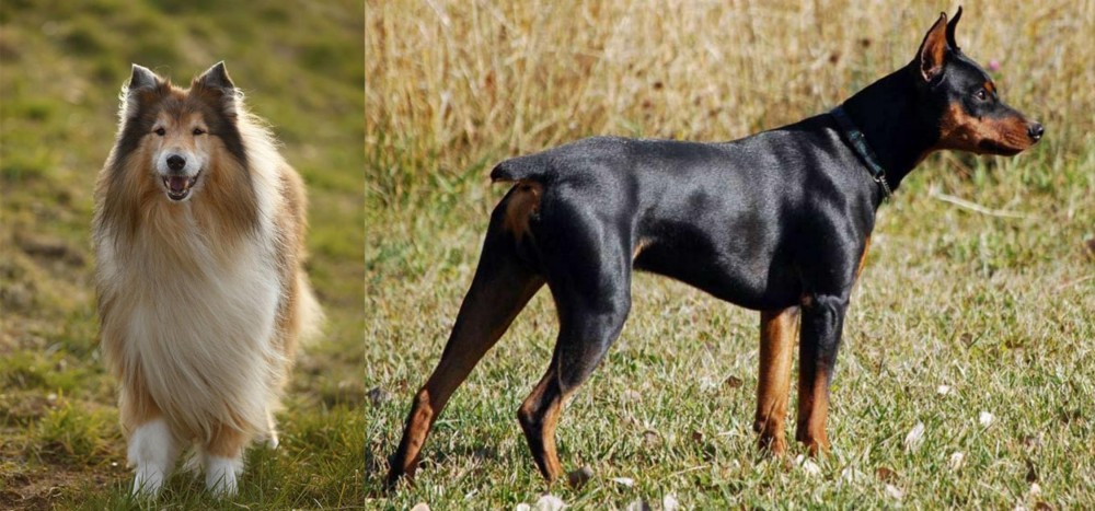 German Pinscher vs Collie - Breed Comparison