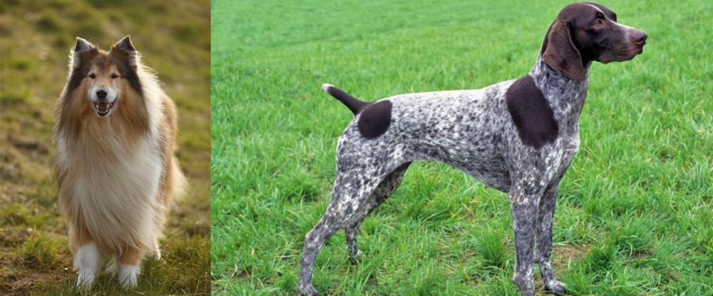 German Shorthaired Pointer vs Collie - Breed Comparison