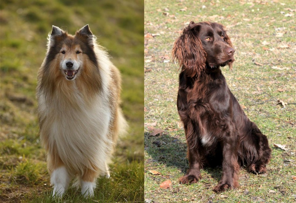 German Spaniel vs Collie - Breed Comparison